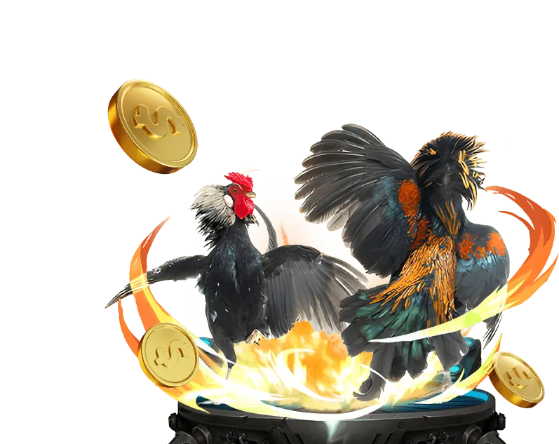 Đa dạng trận đấu gà tại Kubet